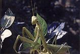 Praying Mantis