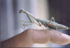 Female Mantis