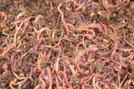 You can have a thriving population of red worms to compost your food waste